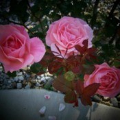 Climbing Rose