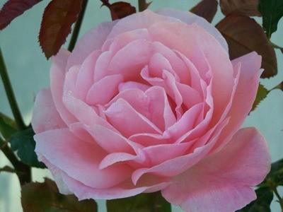 Climbing Rose