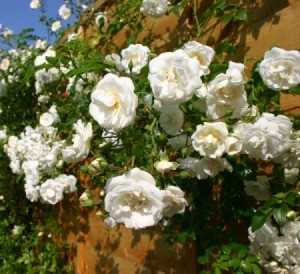 White Climbing Roses