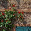 Red Climbing Roses