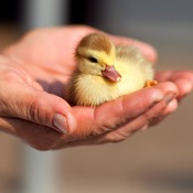 Holding a baby duck in hands.