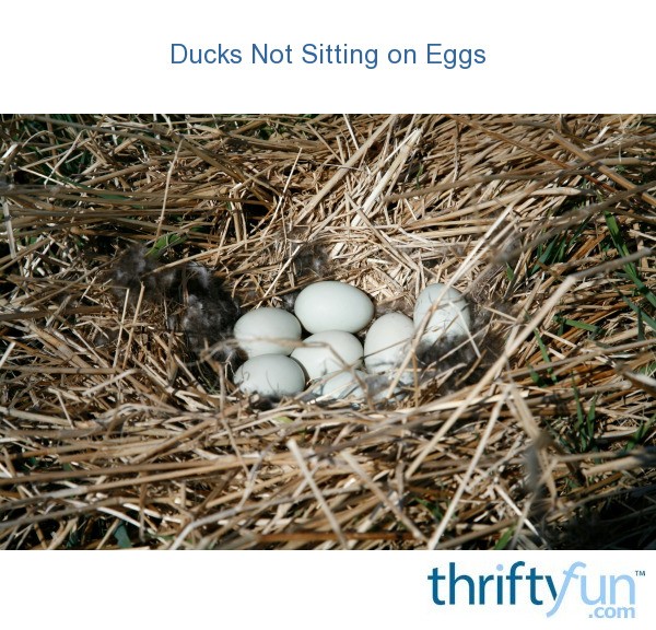 hatching duck eggs for sale