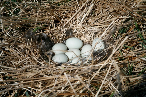 How long do nest outdoor cameras last?