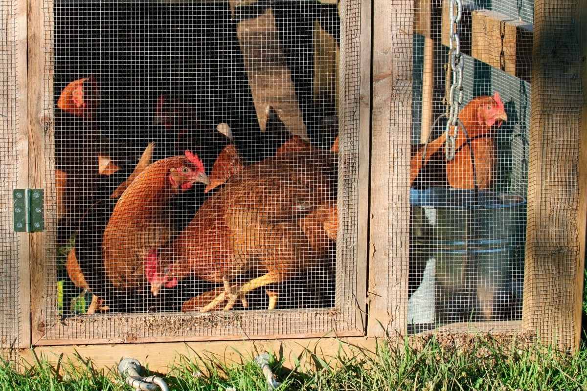 Building a Chicken Coop | ThriftyFun