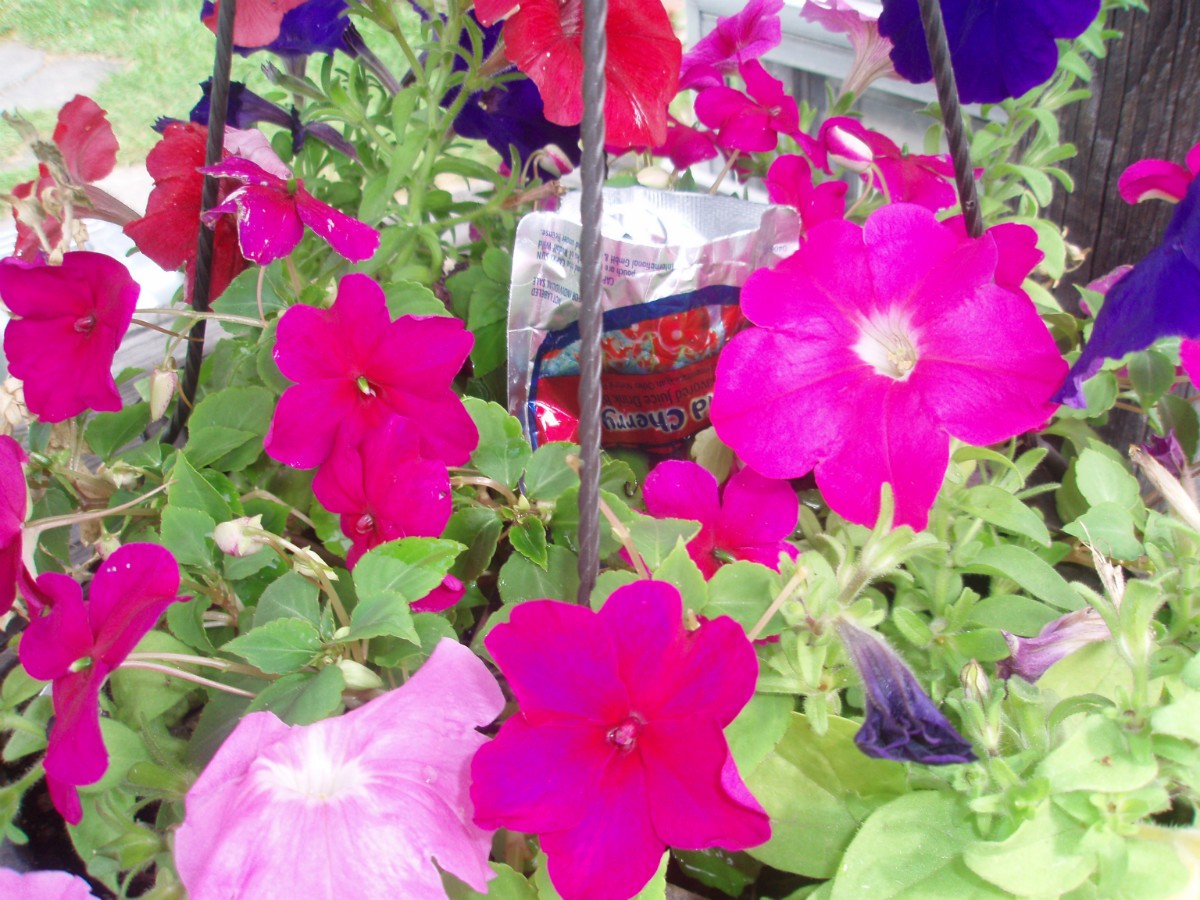 Watering Houseplants On Vacation ThriftyFun