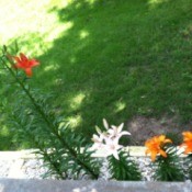 Several Asiatic lilies.