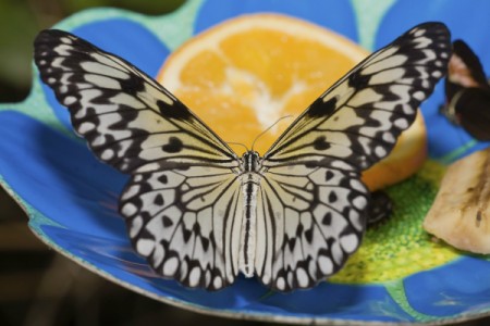 Butterfly Eating an Orange