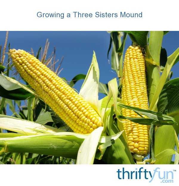 Growing Corn, Beans and Squash Together (Three Sisters) ThriftyFun