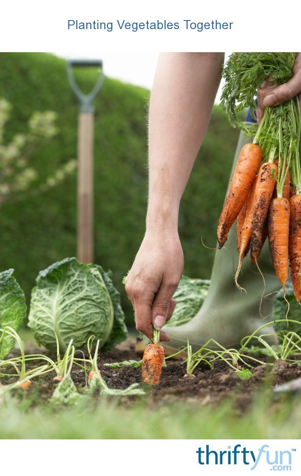 Planting Vegetables Together ThriftyFun