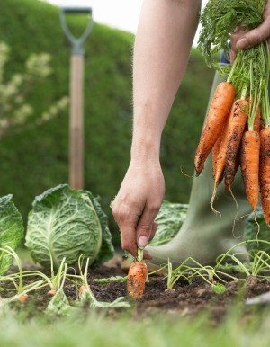 Growing carrots and other vegetables.