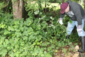 tackling blackberries 1