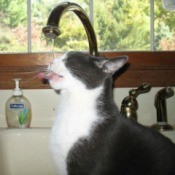 Harry (Domestic Short Hair)