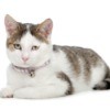 Gray and white domestic shorthaired cat.