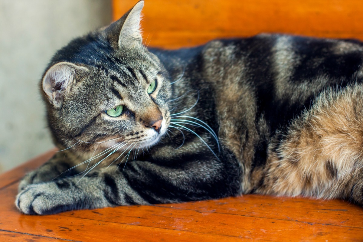 types of tabby cats pictures