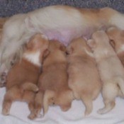 Kia (Pekingese) and her puppies.