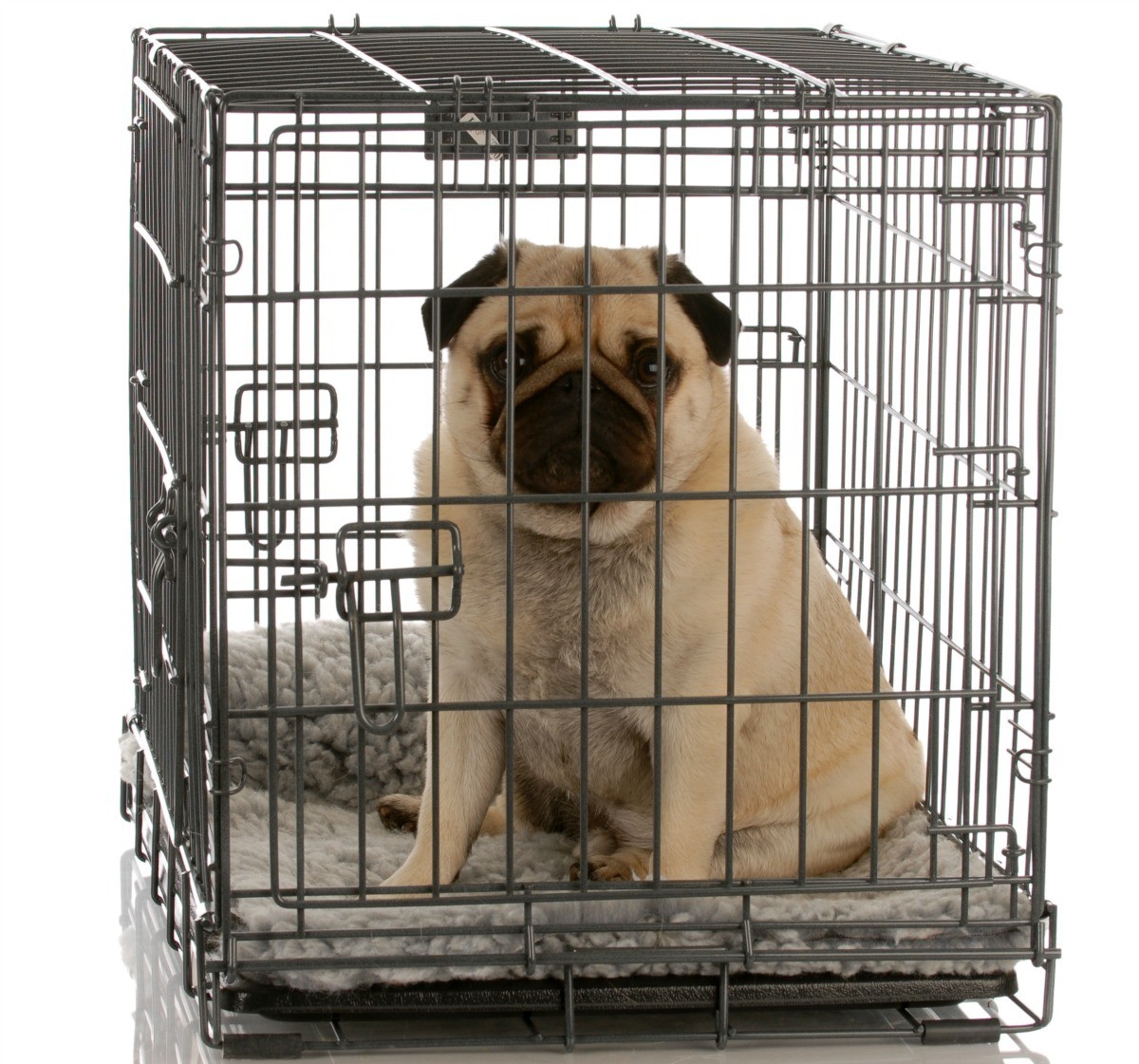 dog urinating in crate