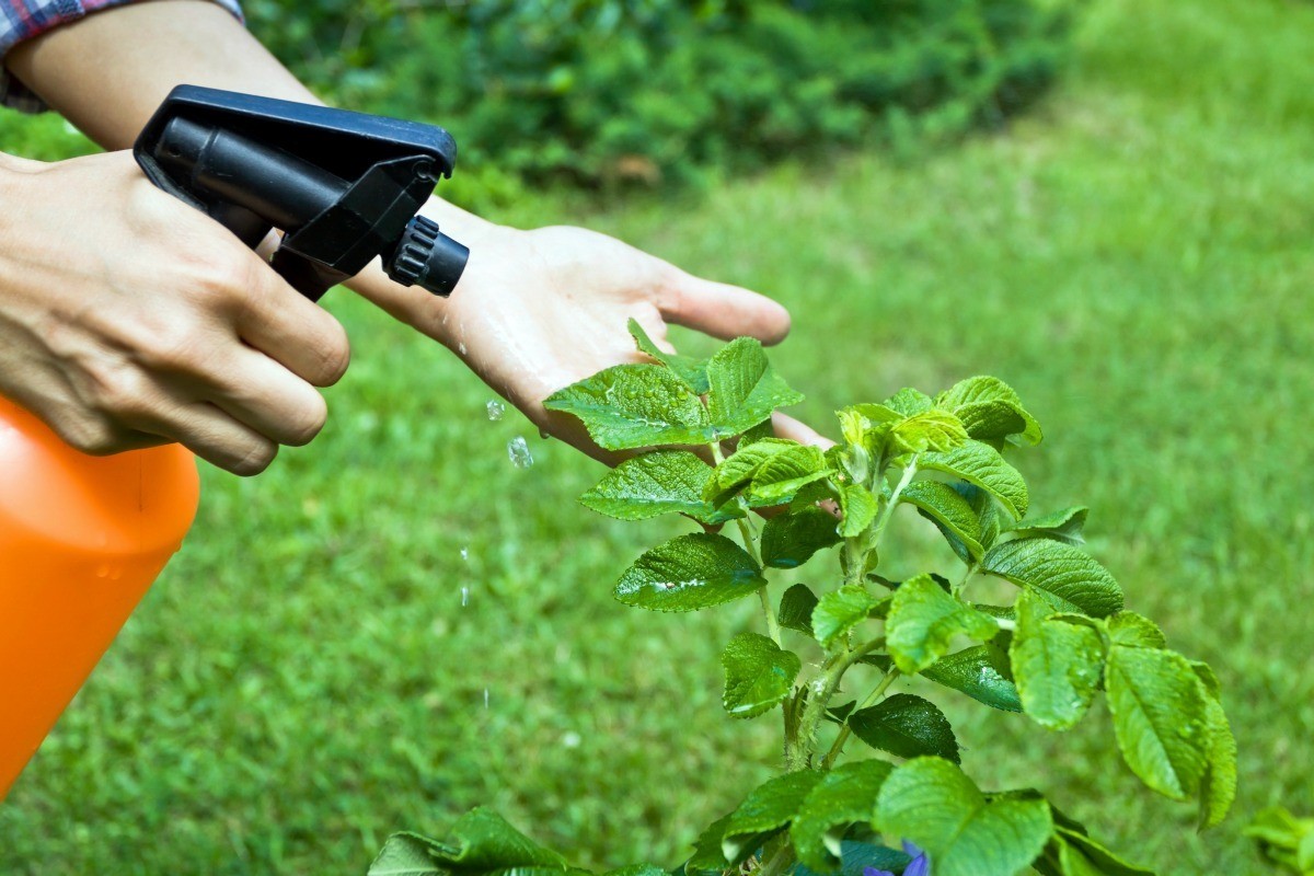 bio insecticides and pesticides