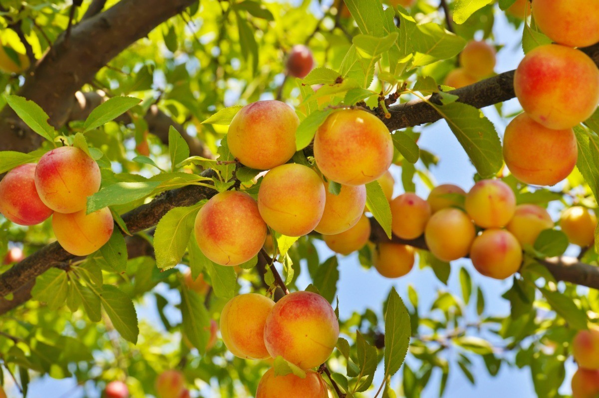 Natural Pesticide Solutions for Fruit Trees? ThriftyFun