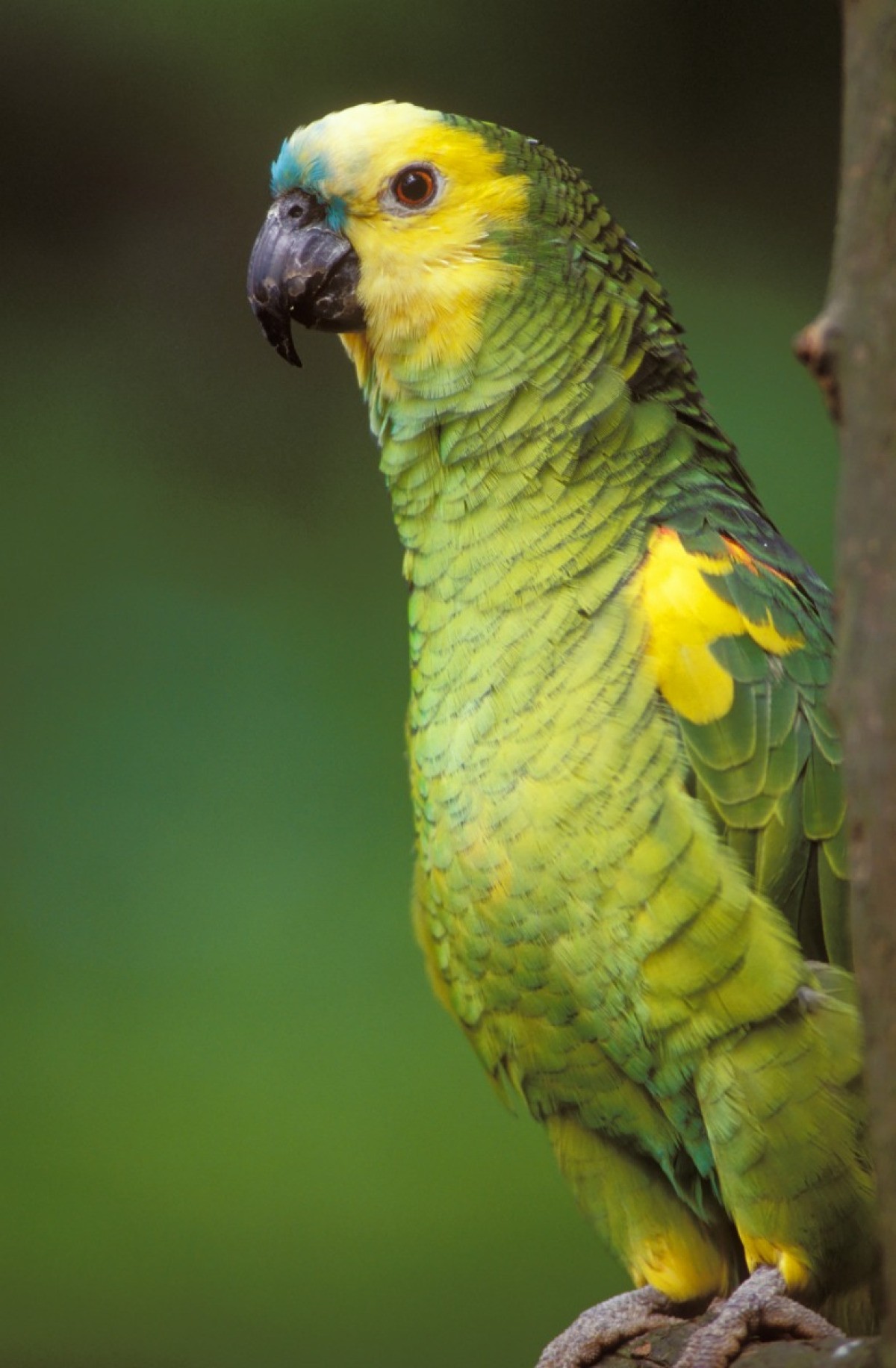 Amazon Parrot Information and Photos | ThriftyFun