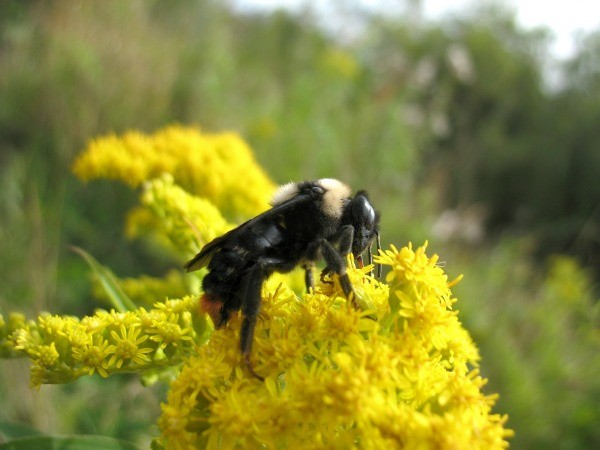 Getting Rid of Underground Bumble Bee Nest | ThriftyFun