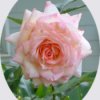 Kordes Perfecta Pink Rose