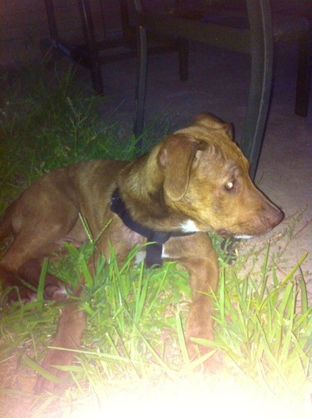 Brown dog lying in grass.