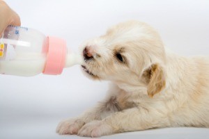 Feeding Puppies