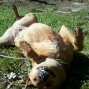 Dog lying on its back.