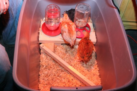 perch and feeder stand
