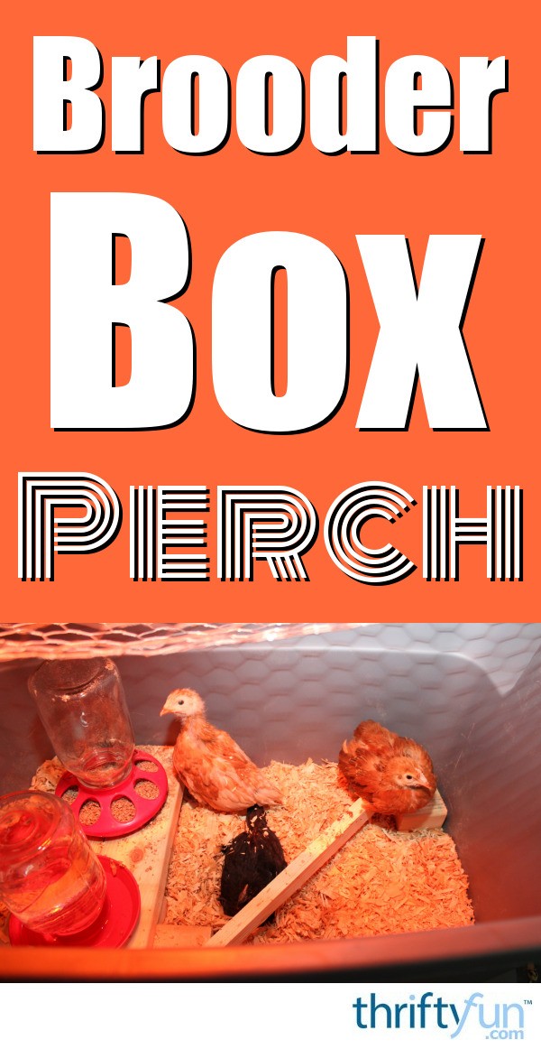 How to Build a Brooder Box Perch for Chicks ThriftyFun
