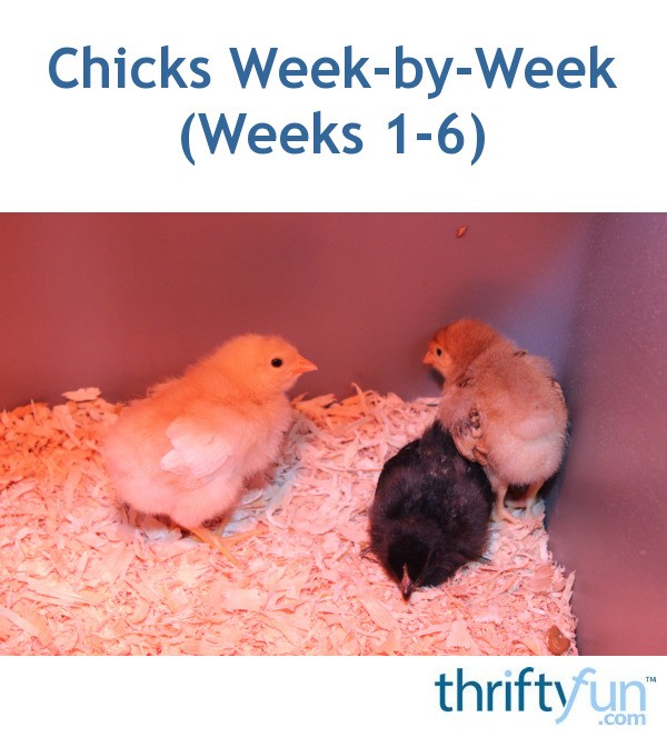 Chicks WeekbyWeek (Weeks 16) ThriftyFun