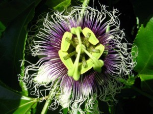 Passion Fruit Flower