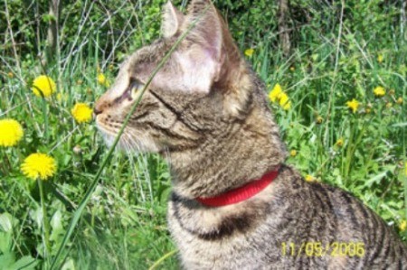 Aisha (European Shorthair)