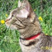 Aisha (European Shorthair)