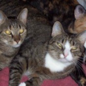 Bonnie, Spurt and Maggie