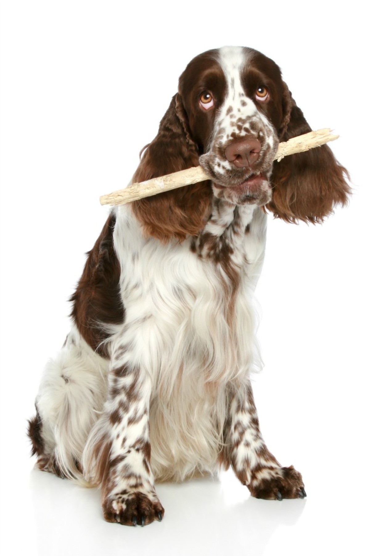 English Springer Spaniel Breed Information and Photos ...