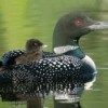 Baby Loon on its mom's back.