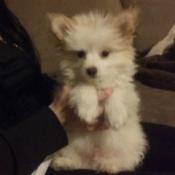 Fluffy white dog sitting on bottom with paws up.