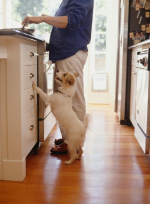 A dog begging in the kitchen.