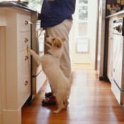 A dog begging in the kitchen.