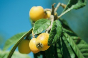 Loquat Tree