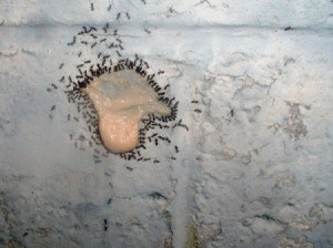 Ants feeding on a solution of boric acid.