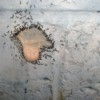 Ants feeding on a solution of boric acid.