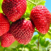 Growing Strawberries