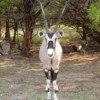 Oryx at Fossil Rim Wildlife Center