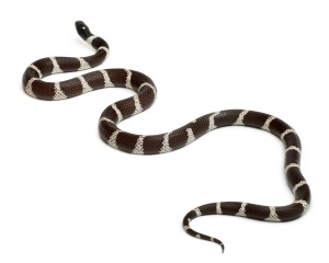 Black and White Eastern Kingsnake