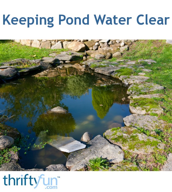 Keeping Pond Water Clear Thriftyfun