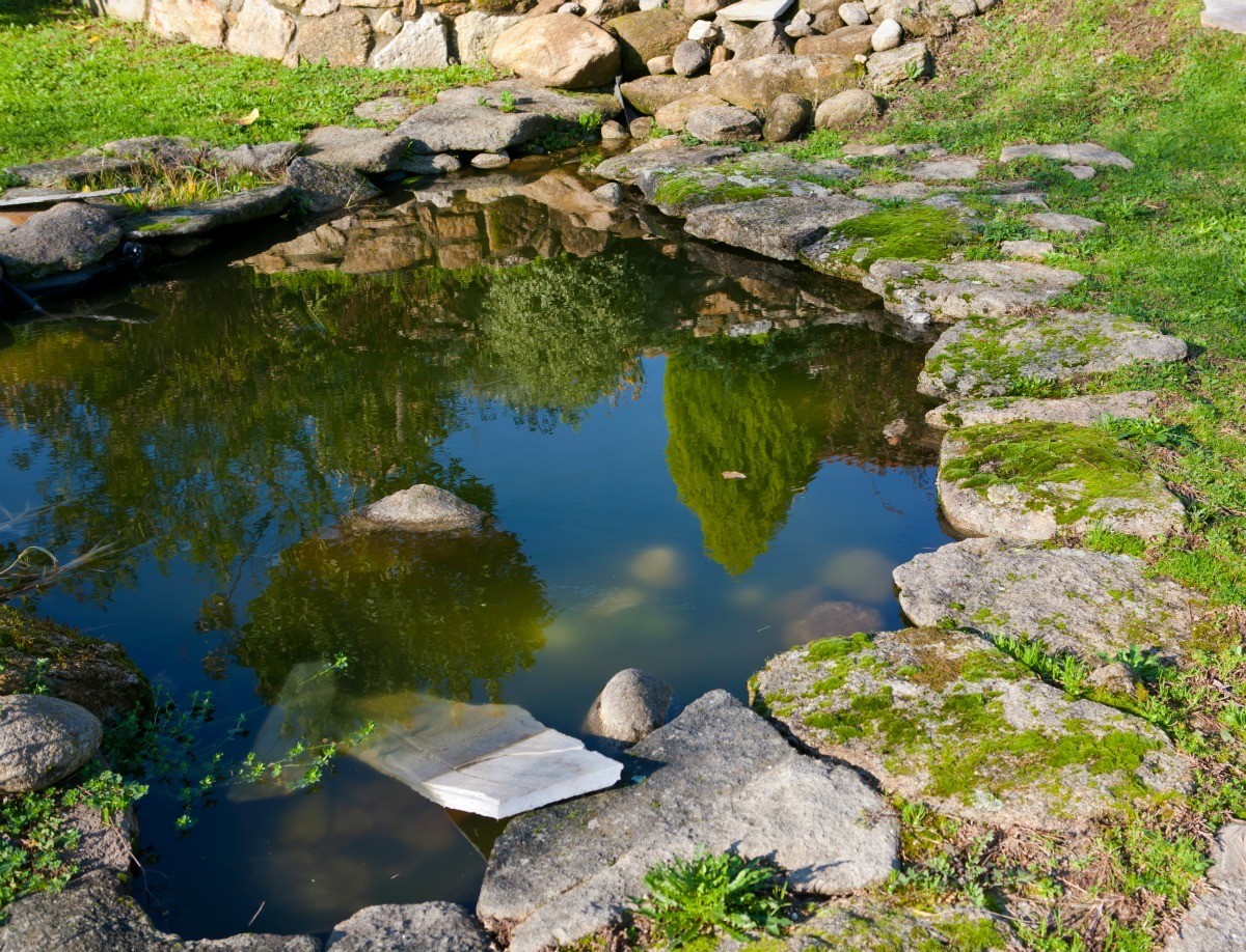 Keeping Pond Water Clear - Murky PonD Water X4