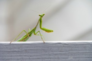 Praying Mantis