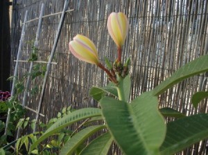 Tulip shaped flowers on thick stalks.